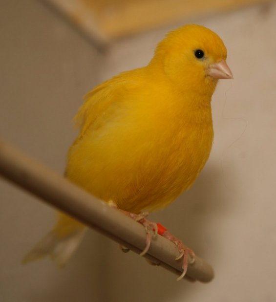 One of my best clear yellow cocks which produced 23 youngsters.