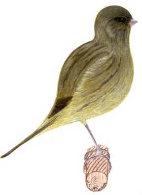 Self Green Buff Canary